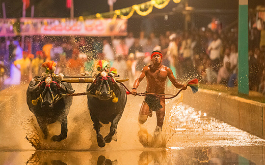 Pilikula Kambala